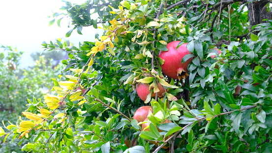 Pomegranate fruits on the branches of trees in the garden