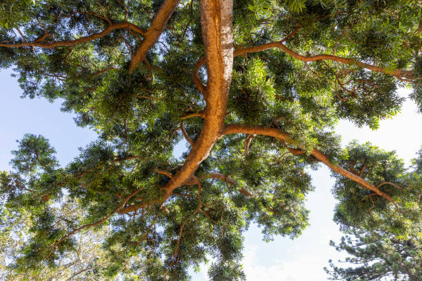 istock Low angle view of old Fig tree in sunshine, background with copy space 1732006947