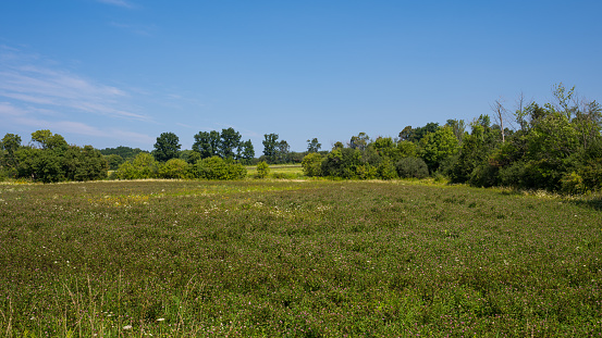 A field of new blueberry plants with a line of trees in the background\