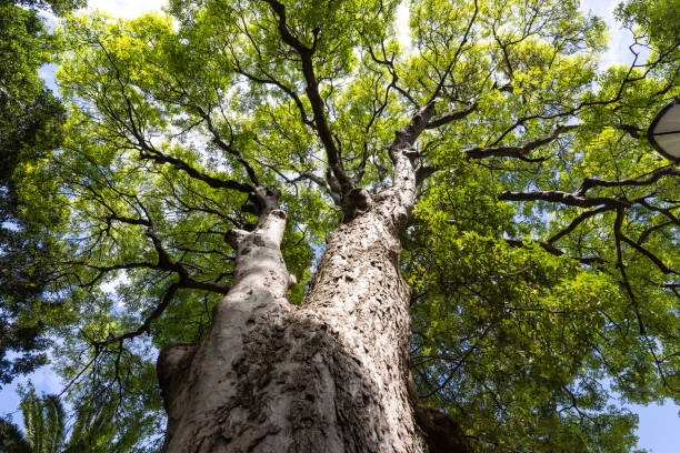 Beautiful tree in Monte Alban, a large pre-Columbian archaeological site, Santa Cruz Xoxocotlan Municipality, Oaxaca State, Mexico.