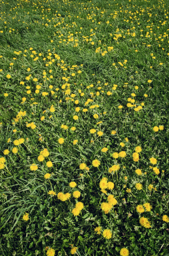 A field of Dandeions.