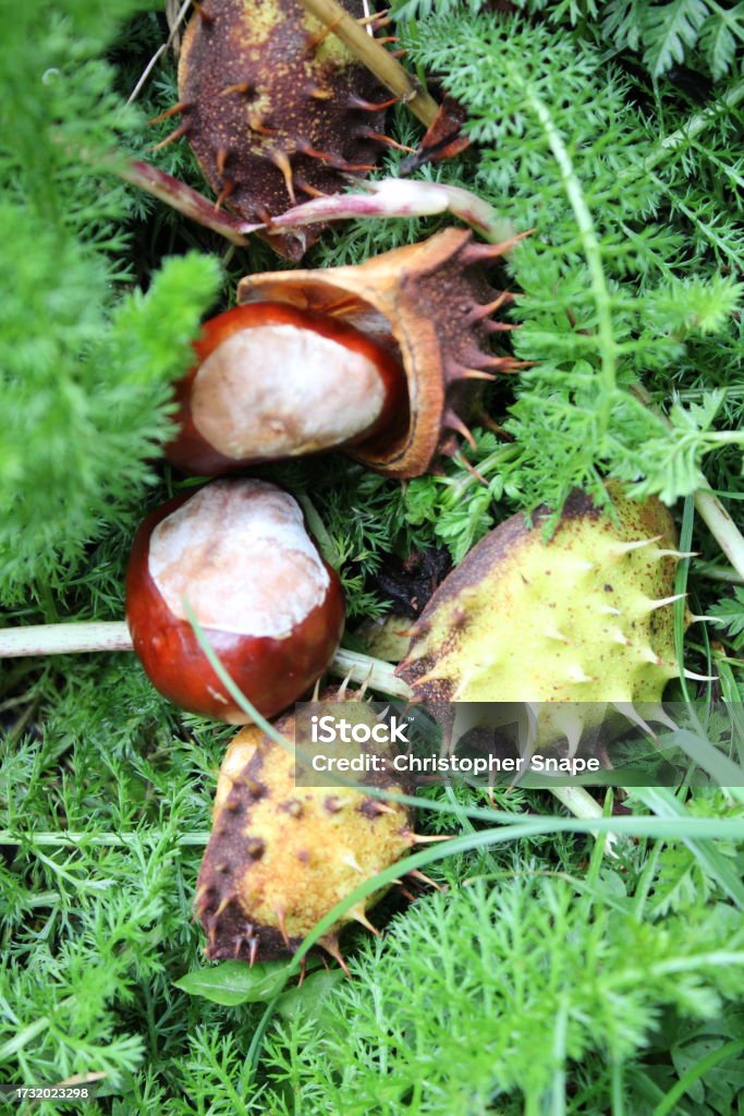 Empty Conker Shell Conkers Laying On The Ground With Empty Shells Stock Photo - Download ...