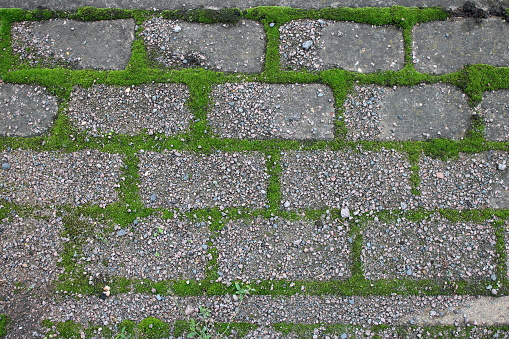 Thick green moss growing in between bricks on brick path, Picture taken overhead