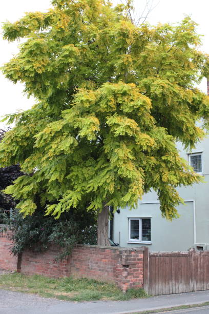 istock Golden False Acacia tree taken on a summers afternoon 1732027096