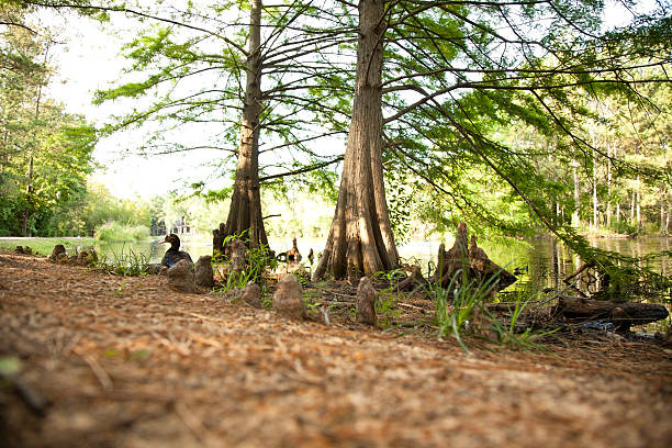 Cyress trees and duck by pond