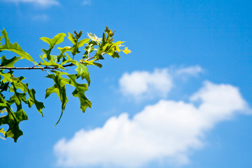 Spring oak leaves against a lovely blue sky with clouds