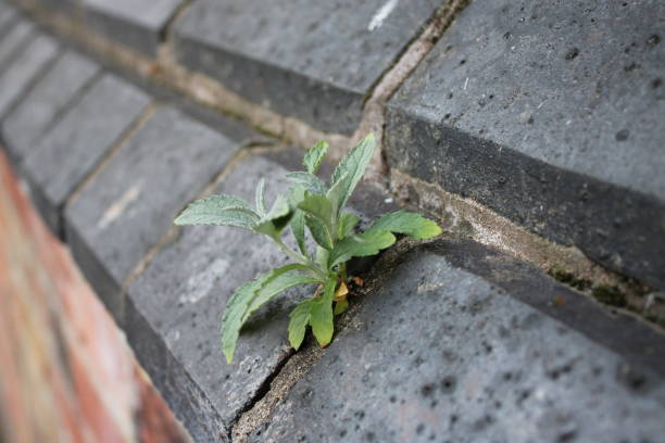 istock Small plant growing out of a brick wall 1732035870