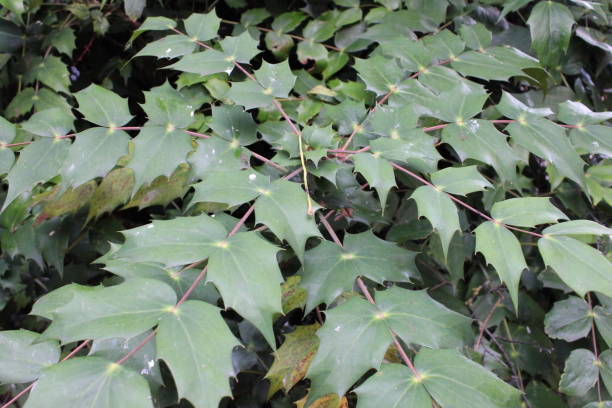 istock Leatherleaf Mahonia plant also known as Mahonia beali 1732036495