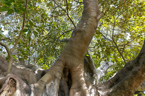 Closeup old Ficus tree roots and tree trunk in sunshine, background with copy space, full frame horizontal composition