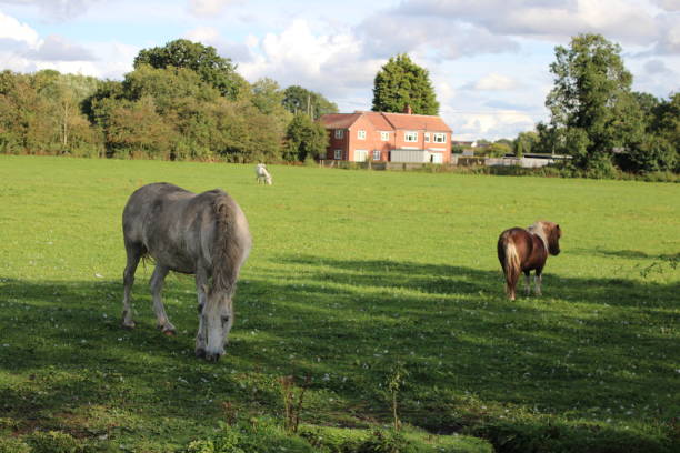 istock Pony in field eating grass with Foal 1732039397