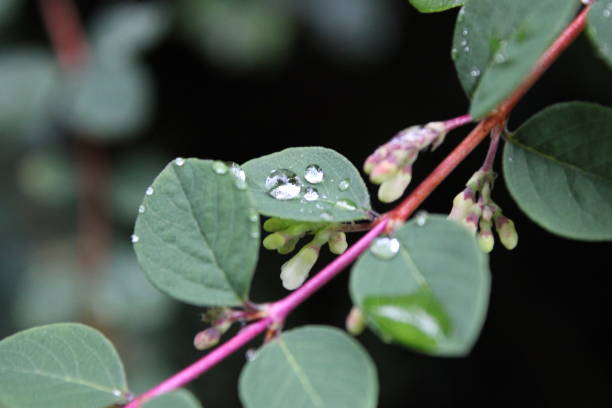 istock Close up of Symphoricarpos × chenaultii plant 1732040524