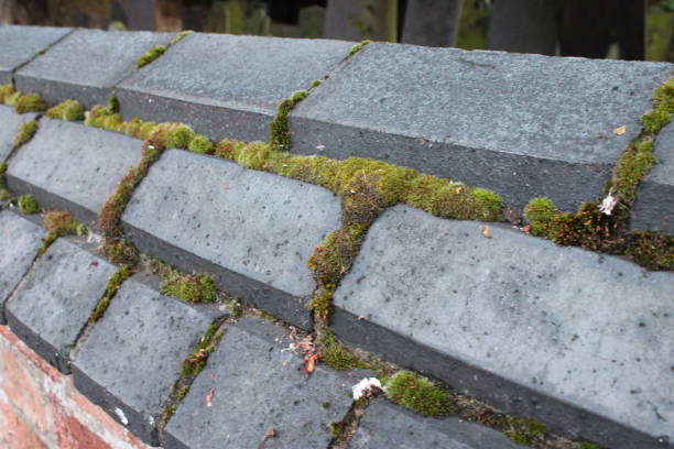 istock Thick green moss growing out of brick wall 1732041101