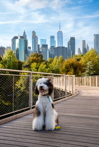 Sheepadoodle (Old English Sheep Dog/Poodle) standing on the path in Brooklyn Bridge Park, Manhattan skyline seen on the background