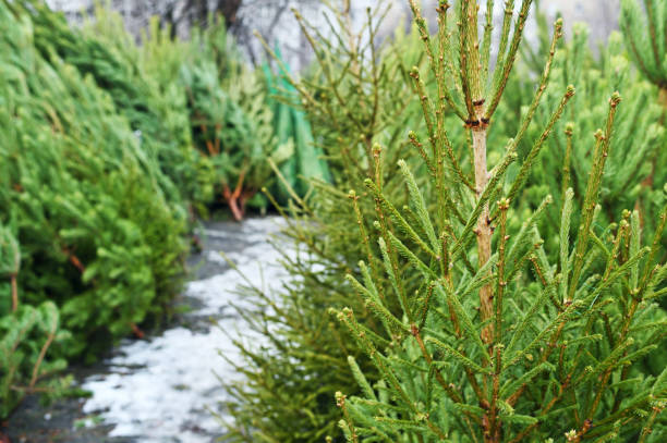 istock Many Christmas trees in the Christmas tree market. 1732047996