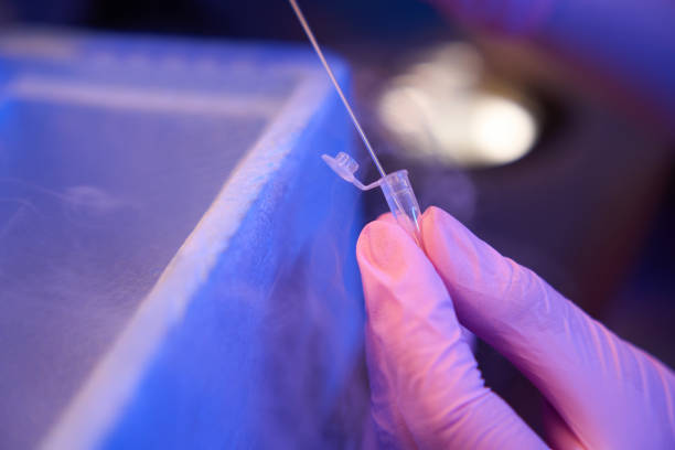 istock Geneticist preparing biological material for cryopreservation 1732049726