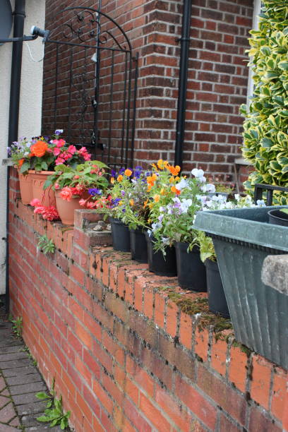 istock Several plant pots with various flowers sitting on brick wall 1732051556