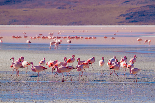 Flamingos on the salt flats of Salar de Uyuni, Bolivia