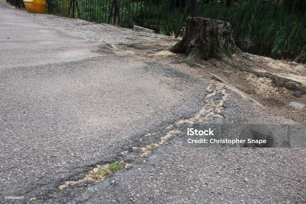 Tree Root Rip Up Pavement Felled Tree Stump With Visible Tree Root Damage To Pavement Stock Photo ...