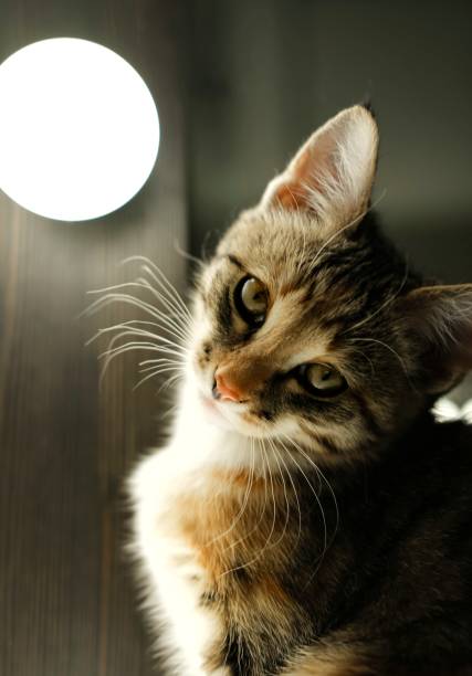 istock The cat sits near a bright spotlight and looks directly into the camera. 1732060862