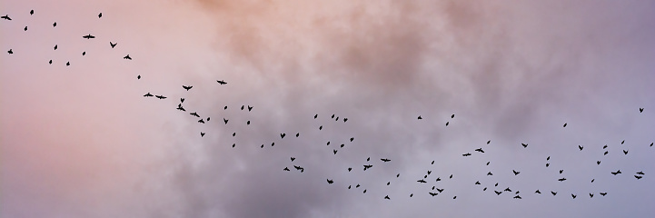 a large flock of wild birds flies freely against the background of a lilac-blue cloudy sky. beautiful widescreen view of 20x5 format