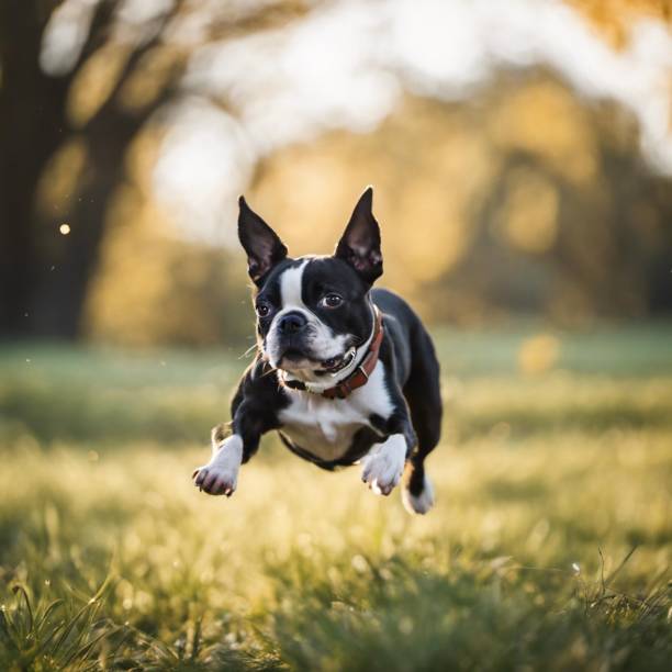 犬は、他の点では空のフィールドにいる間にフリスを捕まえるためにジャンプします - dog tail shaking retriever ストックフォトと画像