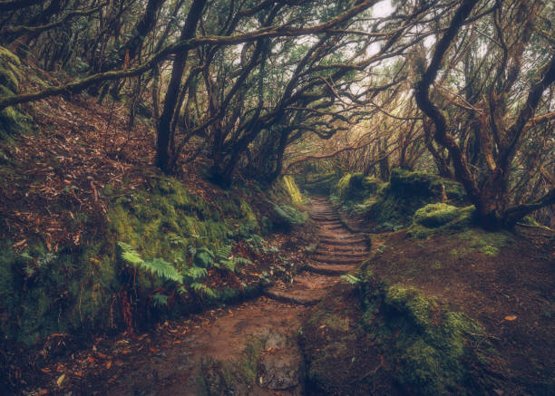 istock Anaga Rural Park - Tenerife, Canary Islands 1732076063
