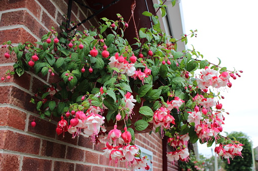 Fuchsia plant in a hanging basket with buds and flowers, attached to a brick building