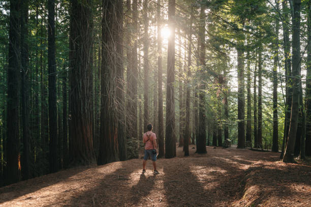 istock Young man hiking in a redwood forest 1732083159