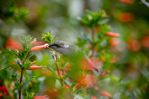 a female hummingbird hovers in mid-air, her delicate beak deep within a vibrant flower. This close-up offers a glimpse into the astonishing grace and precision of nature's avian wonders.