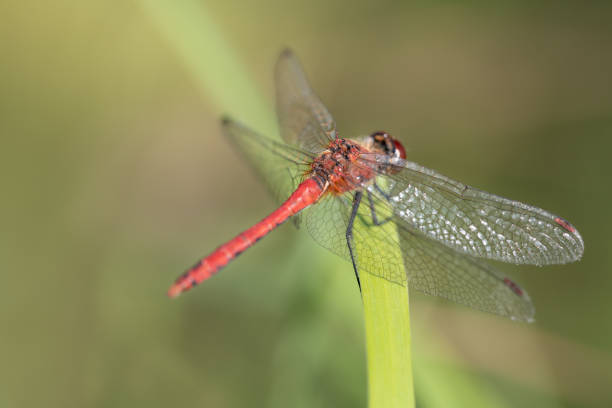 Free Stock Photo of red dragonfly | Download Free Images and Free ...