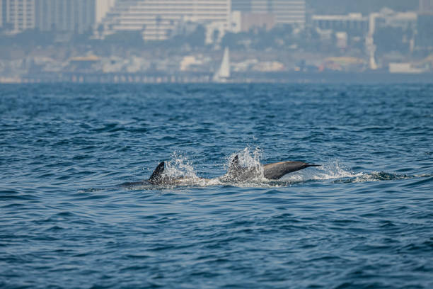 istock Dolphins frolic in Pacific Ocean in Los Angeles, CA 1732103420