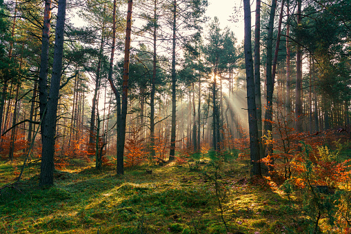 Morning foggy forest with sunlight Poland