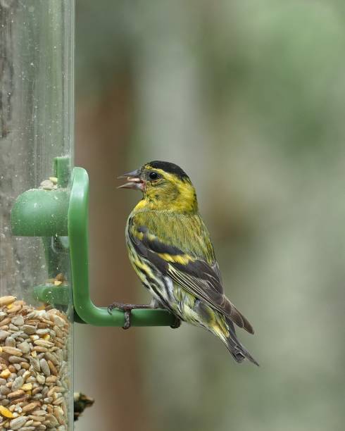 istock A Siskin feeds from a bird feeder 1732110450