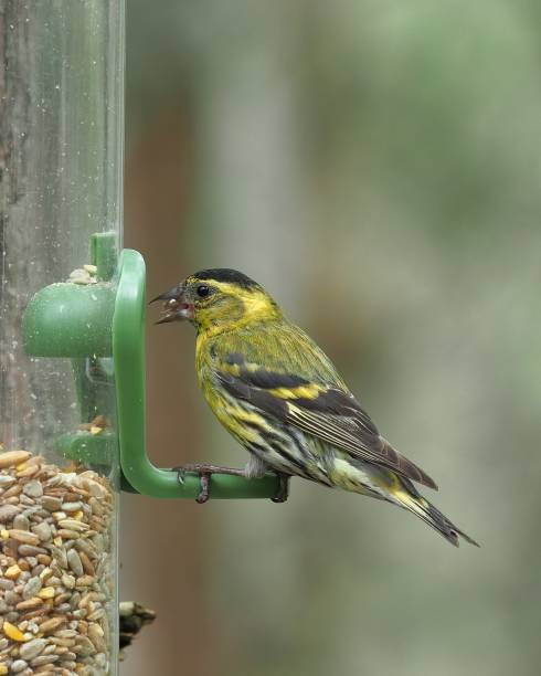 istock A Siskin feeds from a bird feeder 1732110460