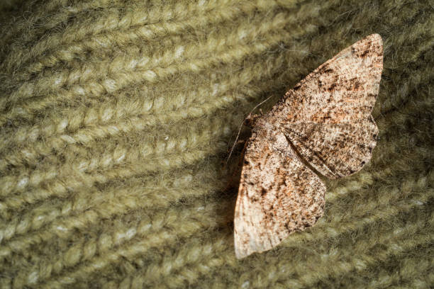 Single Alcis repandata moth on knitted wool sweater, closeup. Space for text Single Alcis repandata moth on knitted wool sweater, closeup. Space for text tineola stock pictures, royalty-free photos & images
