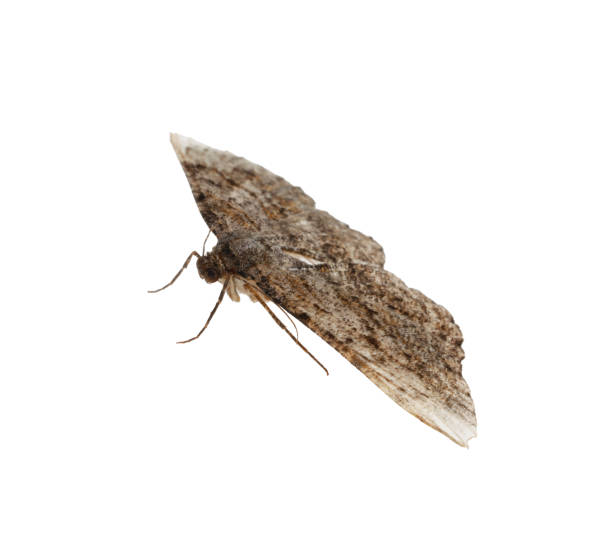 istock Single Alcis repandata moth isolated on white 1732120816