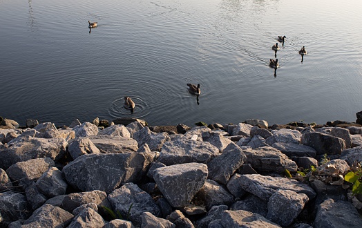 A lake with two swans and several ducks gliding across the icy water