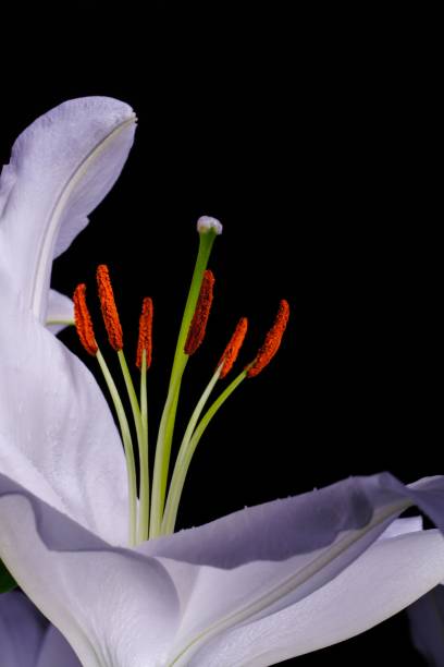 istock Single white lily isolated on a black background, illuminated by a warm light source 1732124514