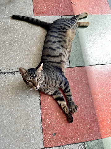 Cat lying flat on street paving stones