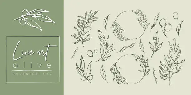 Vector illustration of Set of Olive Branches and leaves  in Line Minimal Style.