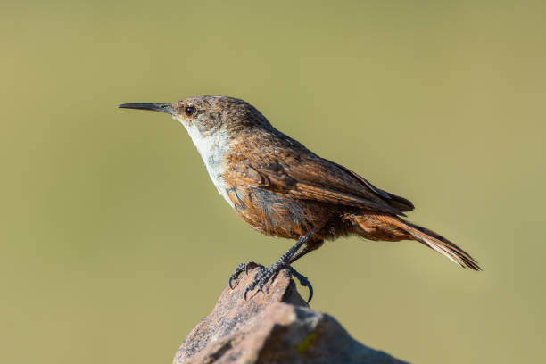 istock Canyon Wren, Black Mesa, OK 1732159185