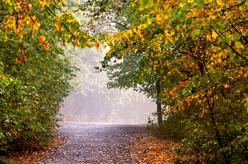 Forest path between trees. Autumn in the forest with colorful leaves and the road in the morning in the fog.