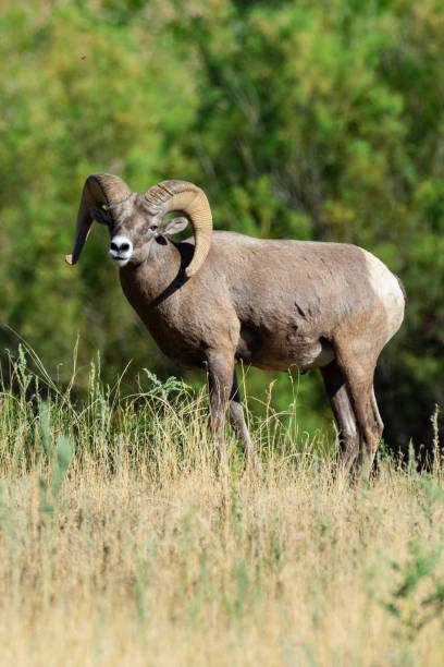 istock Bighorn Sheep, Black Mesa, OK 1732163514