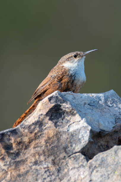 istock Canyon Wren, Black Mesa, OK 1732169326
