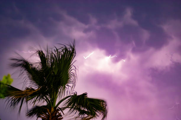 lightning over palm leaves - palm leaf flash imagens e fotografias de stock