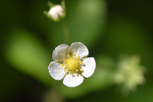 Close up of the white flower of an alpine strawberry plant with blurred green background