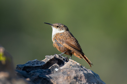 The Canyon Wren can be found in two locations in Oklahoma: the Wichita Mountains and Black Mesa. These diminutive birds search for insects in rock crevices and holes with their long, curved beaks. This bird was photographed at the base of Black Mesa.