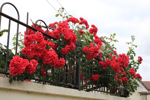 Red climbing rose growing through metal gates