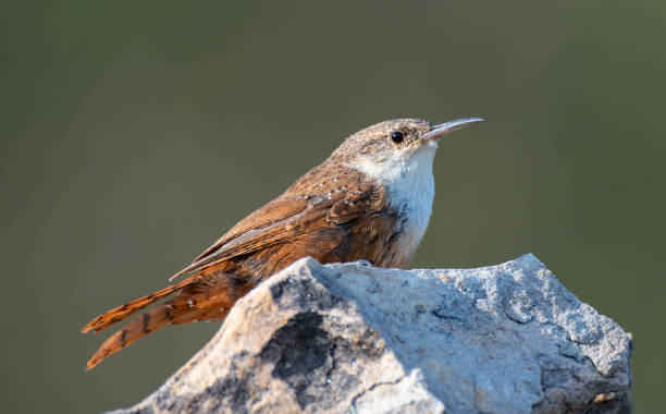 istock Canyon Wren, Black Mesa, OK 1732188862