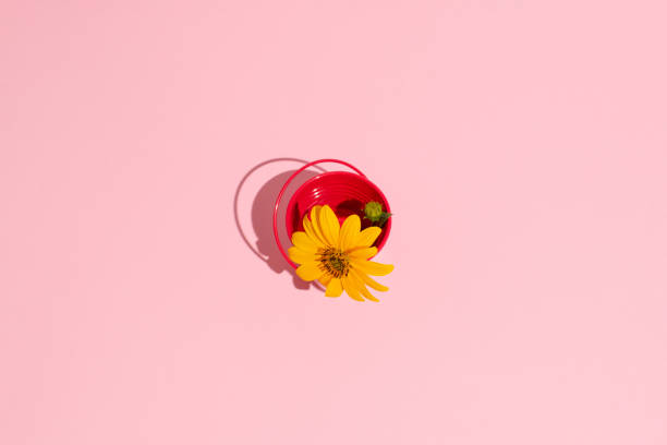 istock Yellow daisy flower in red bucket on pink background. 1732191228